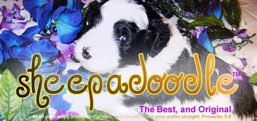 Sheepadoodle.com